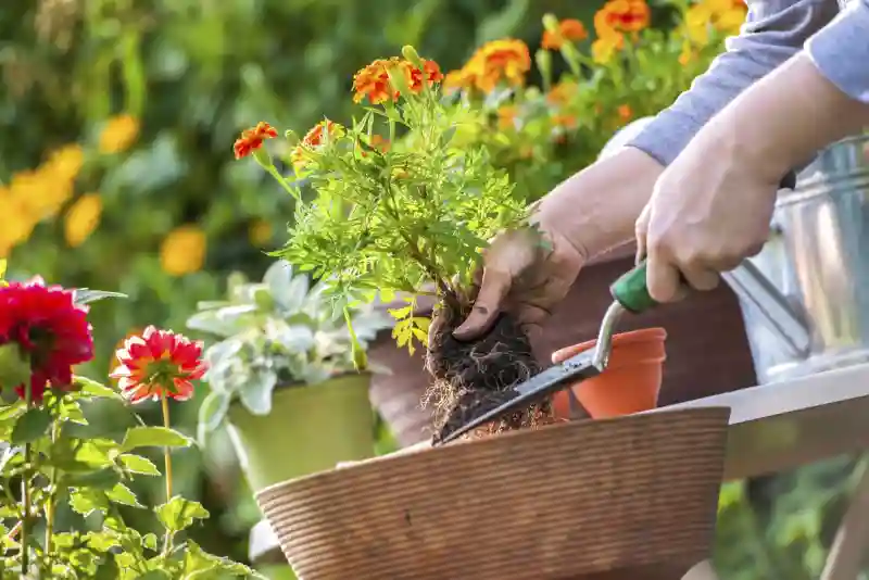 How long does mulch last in Hesperia, CA 